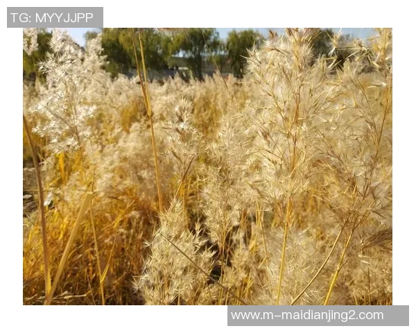 esports最新数据与杨敏畅谈王者荣耀的成长历程与职业生涯的点滴回忆